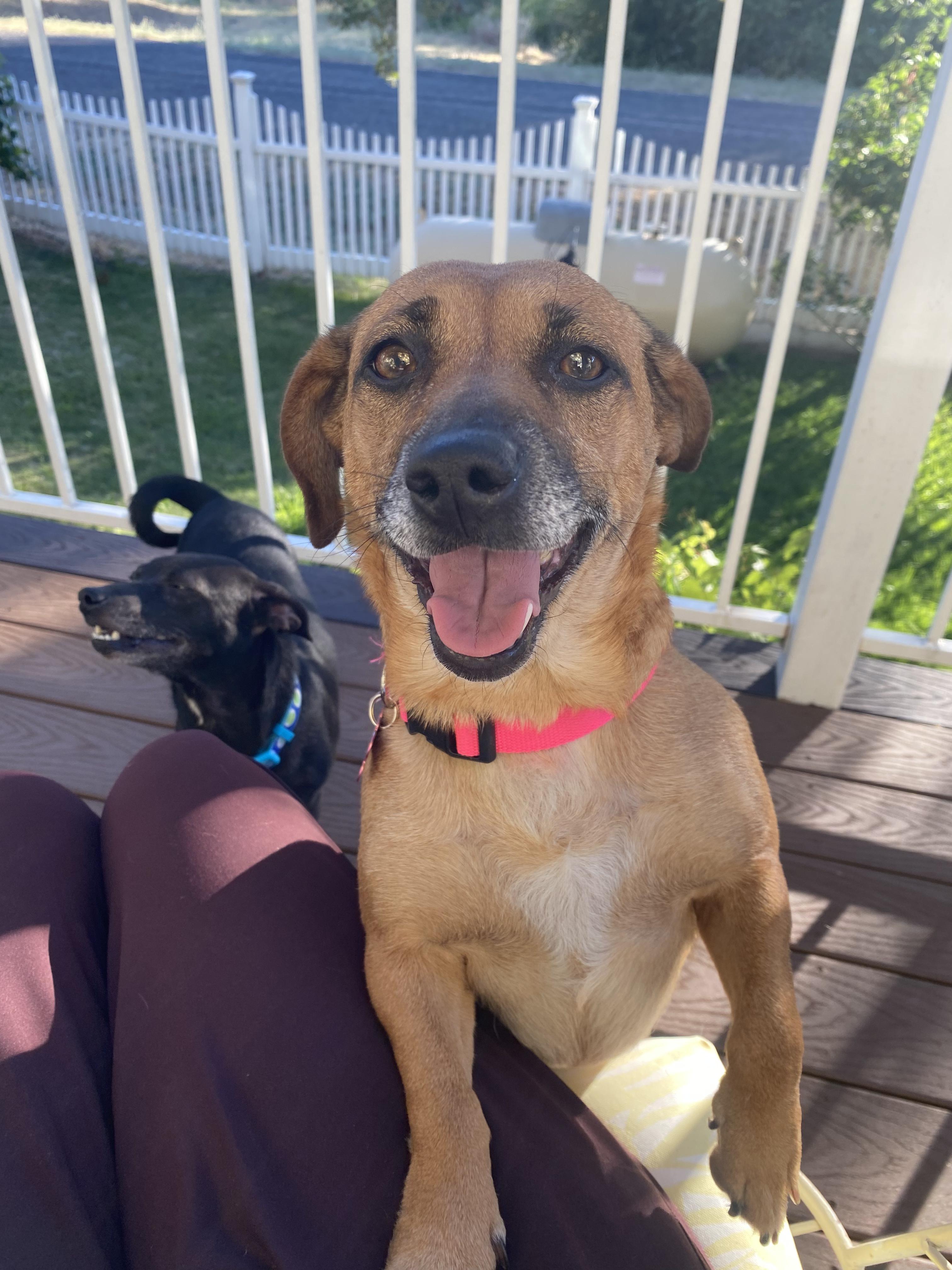 Enlarge Zuri, a Adopted mixed breed in Walnut Creek, CA image 3/6