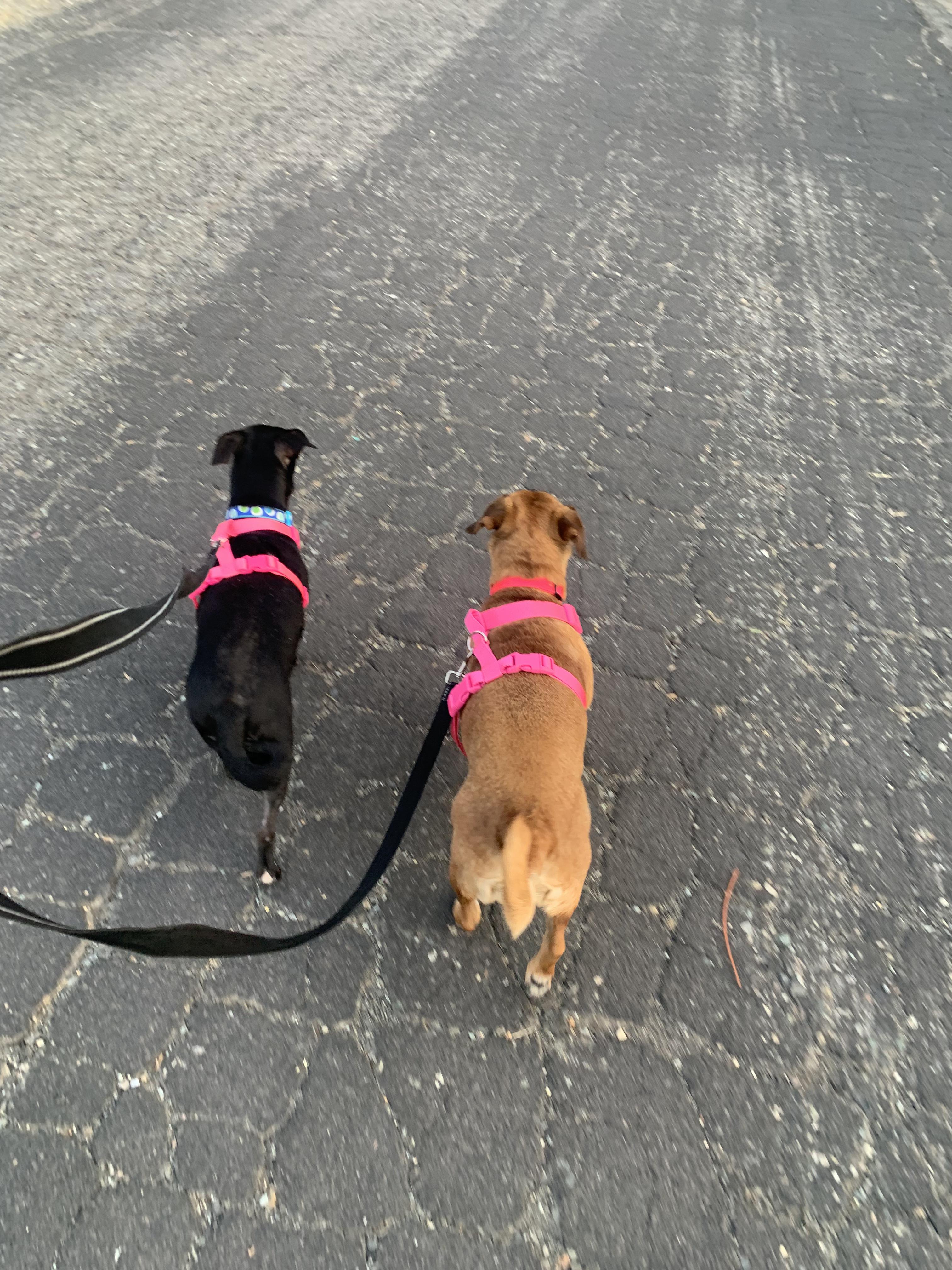 Enlarge Zuri, a Adopted mixed breed in Walnut Creek, CA image 4/6