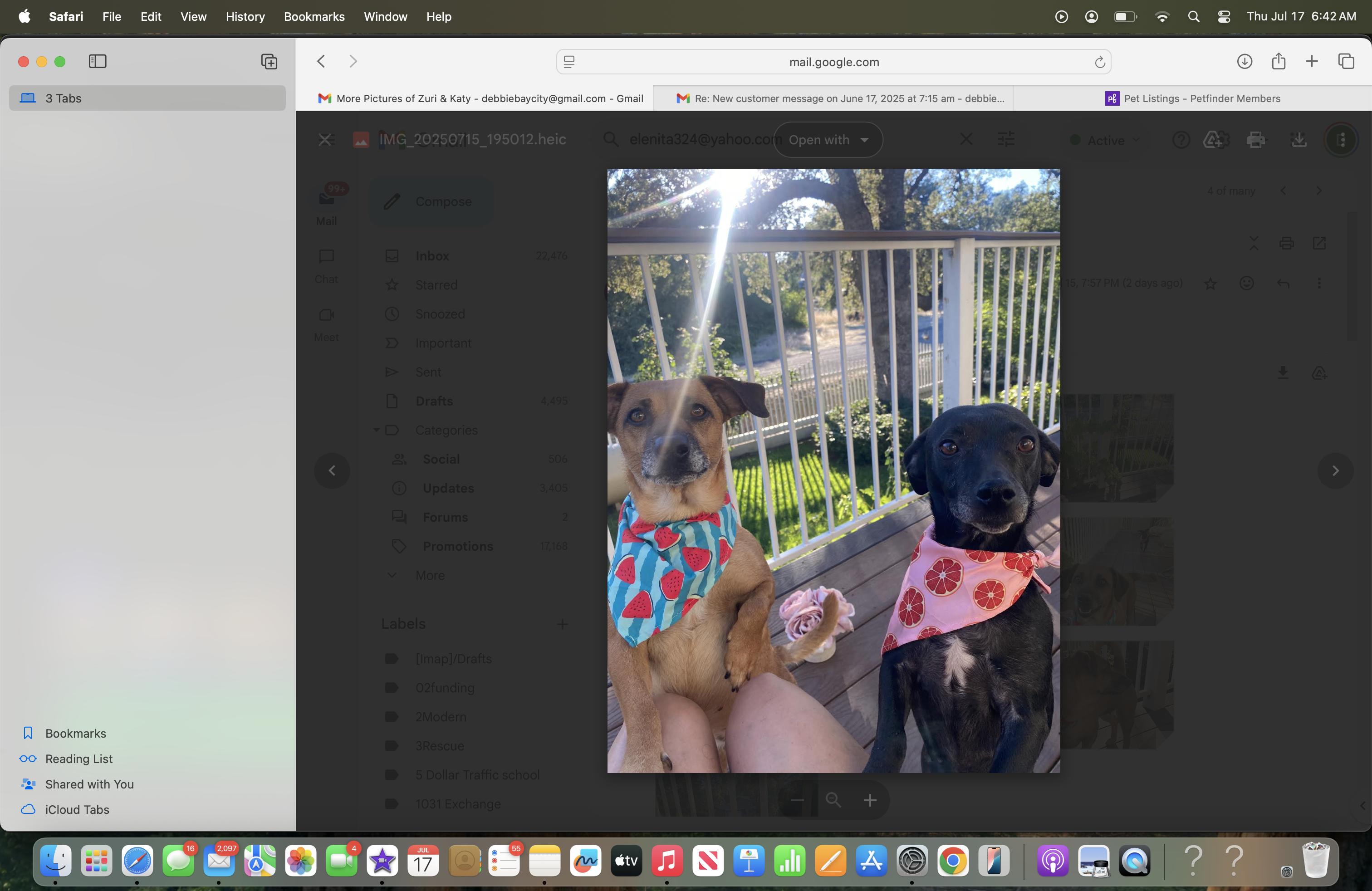 Enlarge Zuri, a Adopted mixed breed in Walnut Creek, CA image 5/6