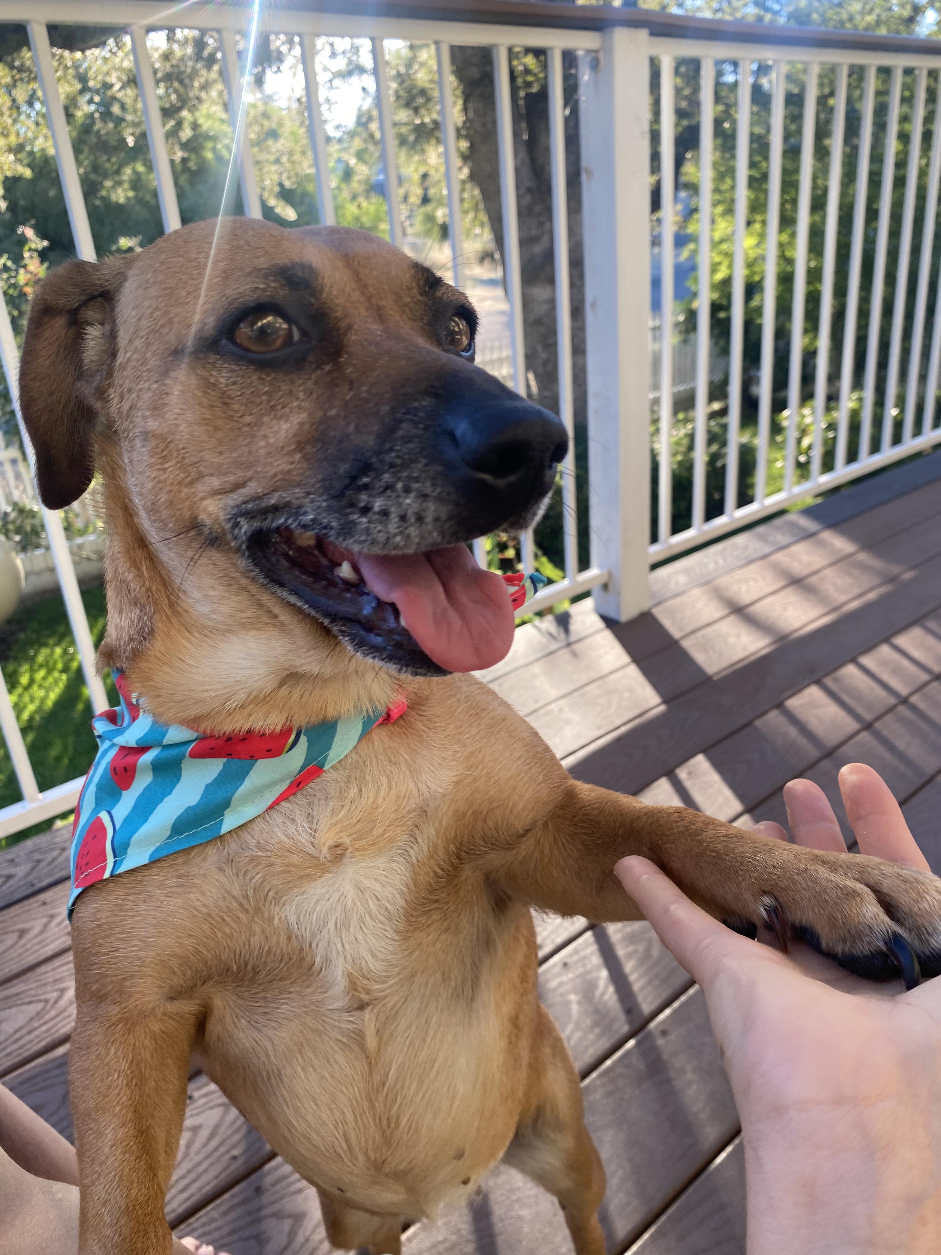 Enlarge Zuri, a Adopted mixed breed in Walnut Creek, CA image 6/6