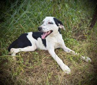 Westlynn, Adoptable, Young Female Australian Cattle Dog / Blue Heeler & German Shorthaired Pointer.