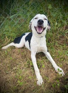 Enlarge Westlynn, a Adoptable mixed breed in Pleasanton, TX image 2/3