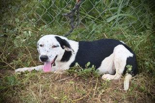 Enlarge Westlynn, a Adoptable mixed breed in Pleasanton, TX image 3/3