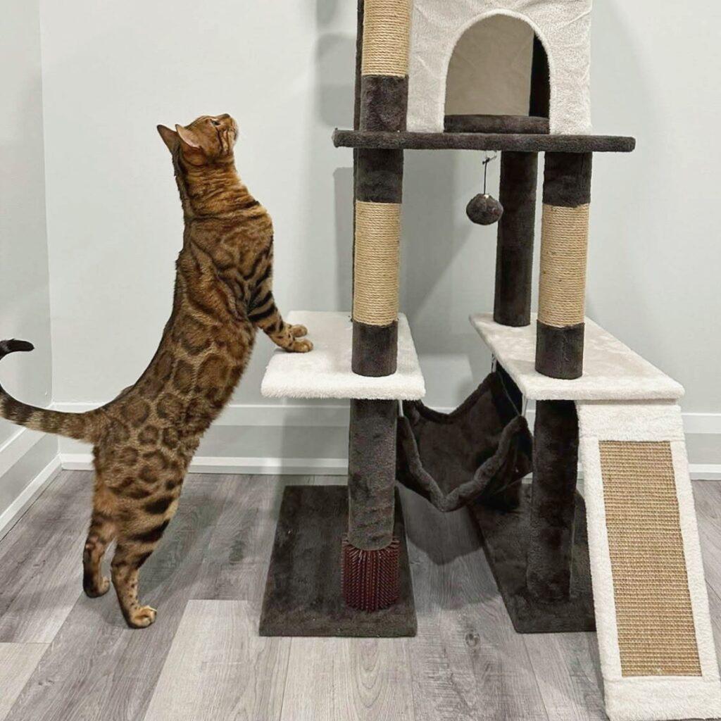 Enlarge Murphy, an adopted mixed breed in Toronto, ON image 4/4