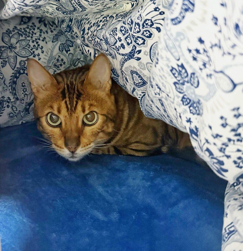 Enlarge Murphy, an adopted mixed breed in Toronto, ON image 2/4