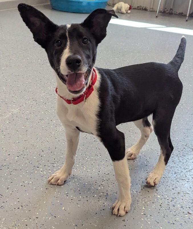 Runa, a Adoptable Mixed Breed in Yankton, SD image 1/5