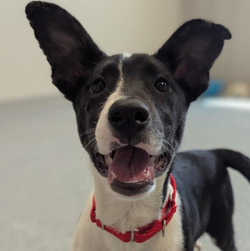 Runa, a Adoptable Mixed Breed in Yankton, SD image 2/5