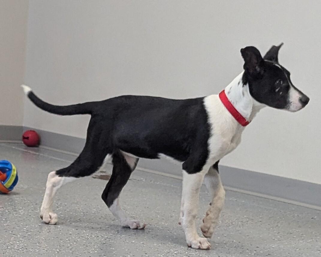 Runa, a Adoptable Mixed Breed in Yankton, SD image 3/5