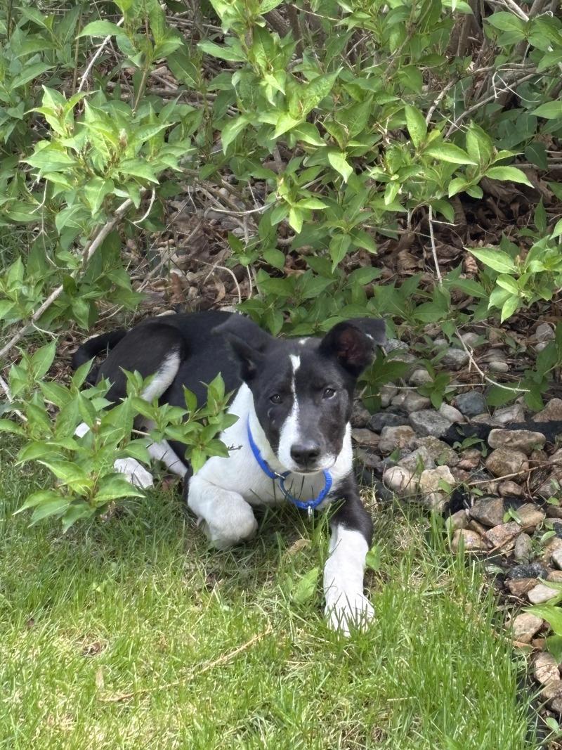 Runa, a Adoptable Mixed Breed in Yankton, SD image 4/5