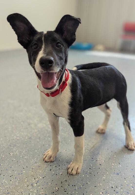 Runa, a Adoptable Mixed Breed in Yankton, SD image 5/5