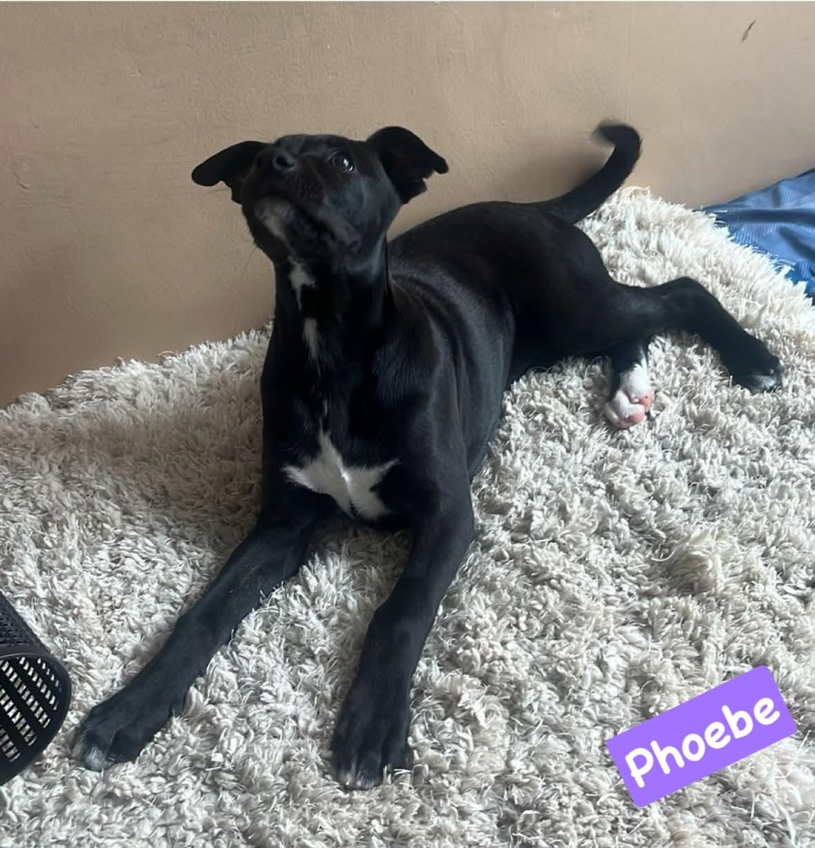 Phoebe photo 1