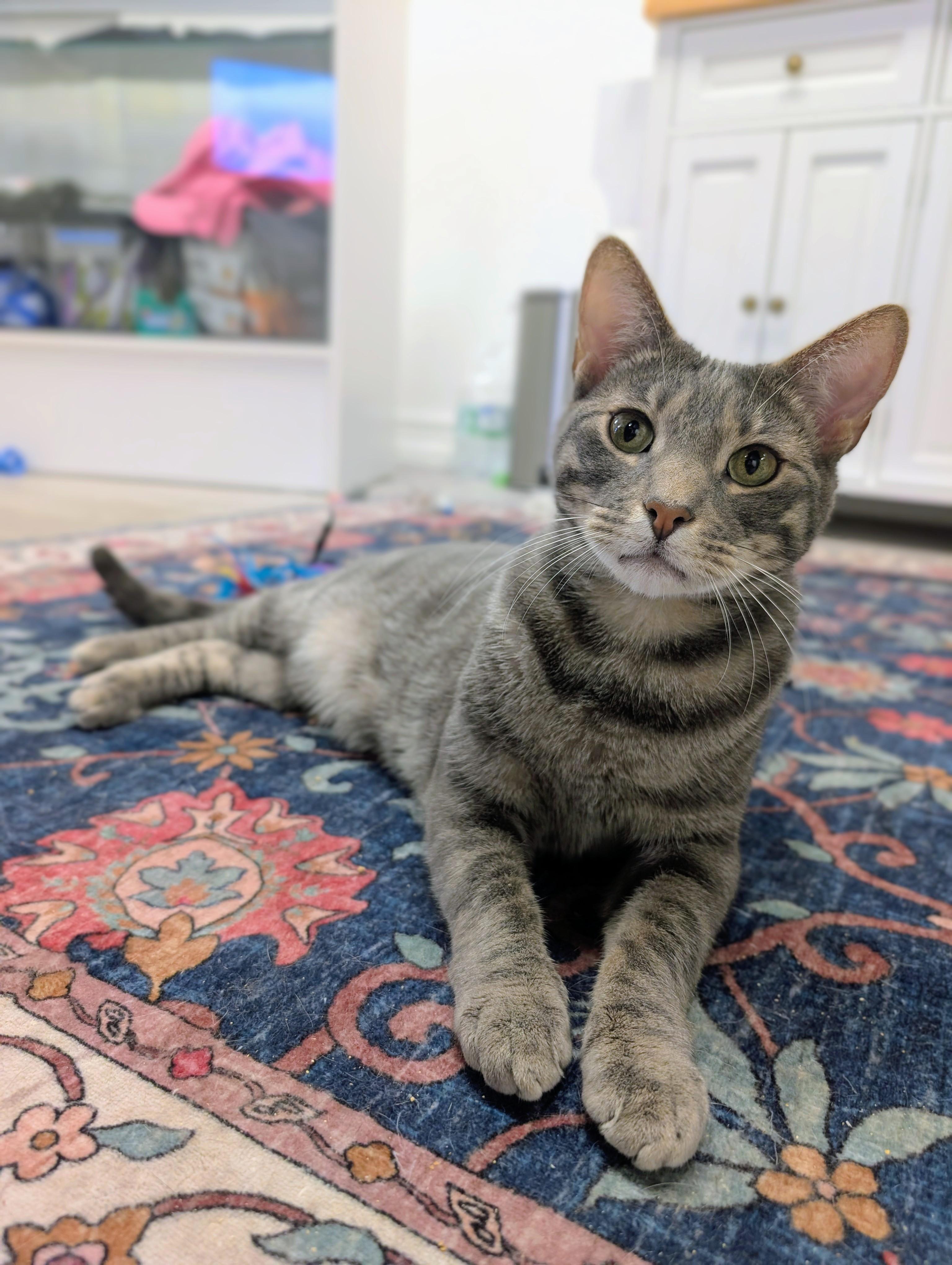 Enlarge Dexter, an adopted Domestic Short Hair in Palm Harbor, FL image 1/2