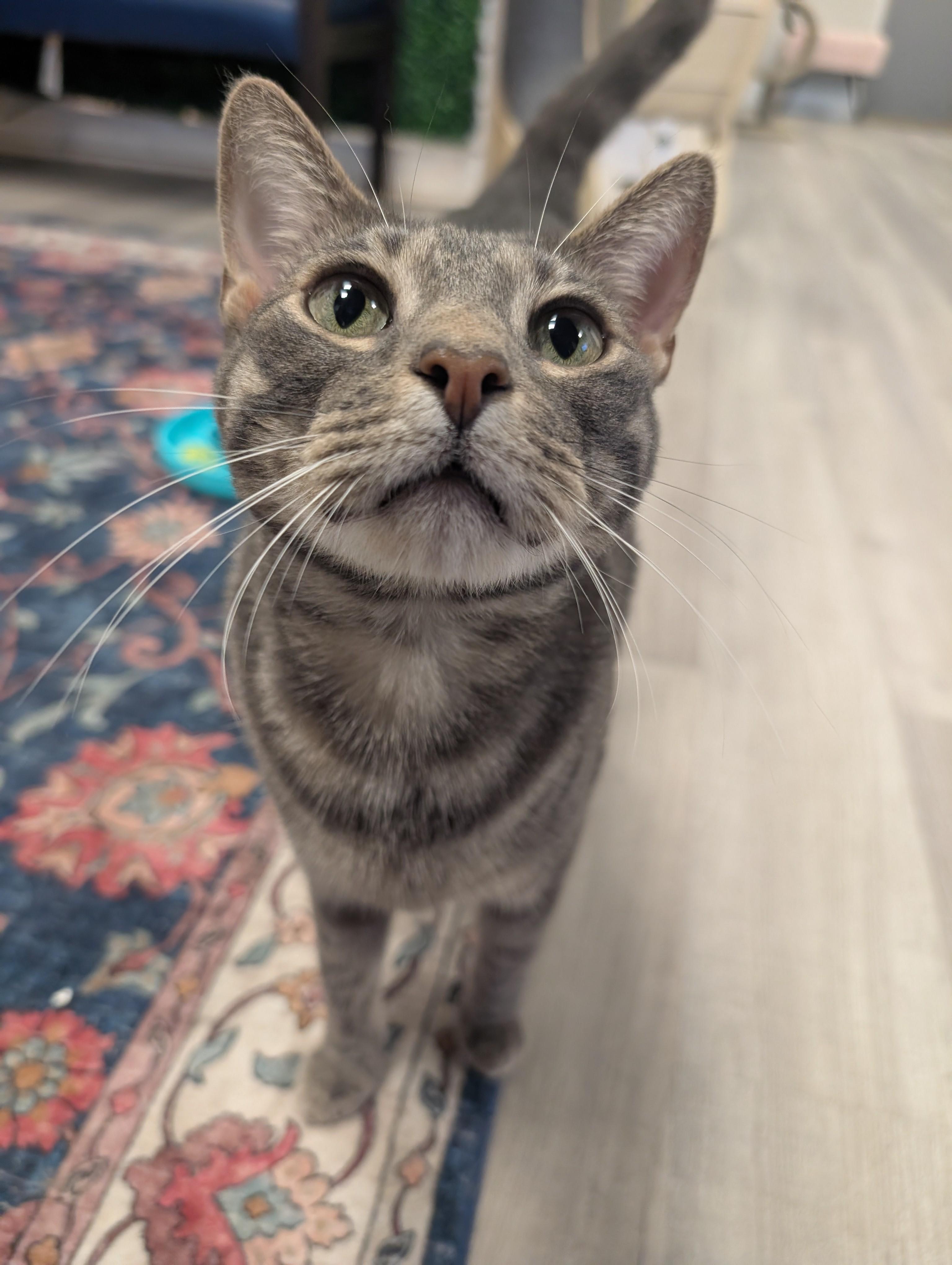 Enlarge Dexter, an adopted Domestic Short Hair in Palm Harbor, FL image 2/2