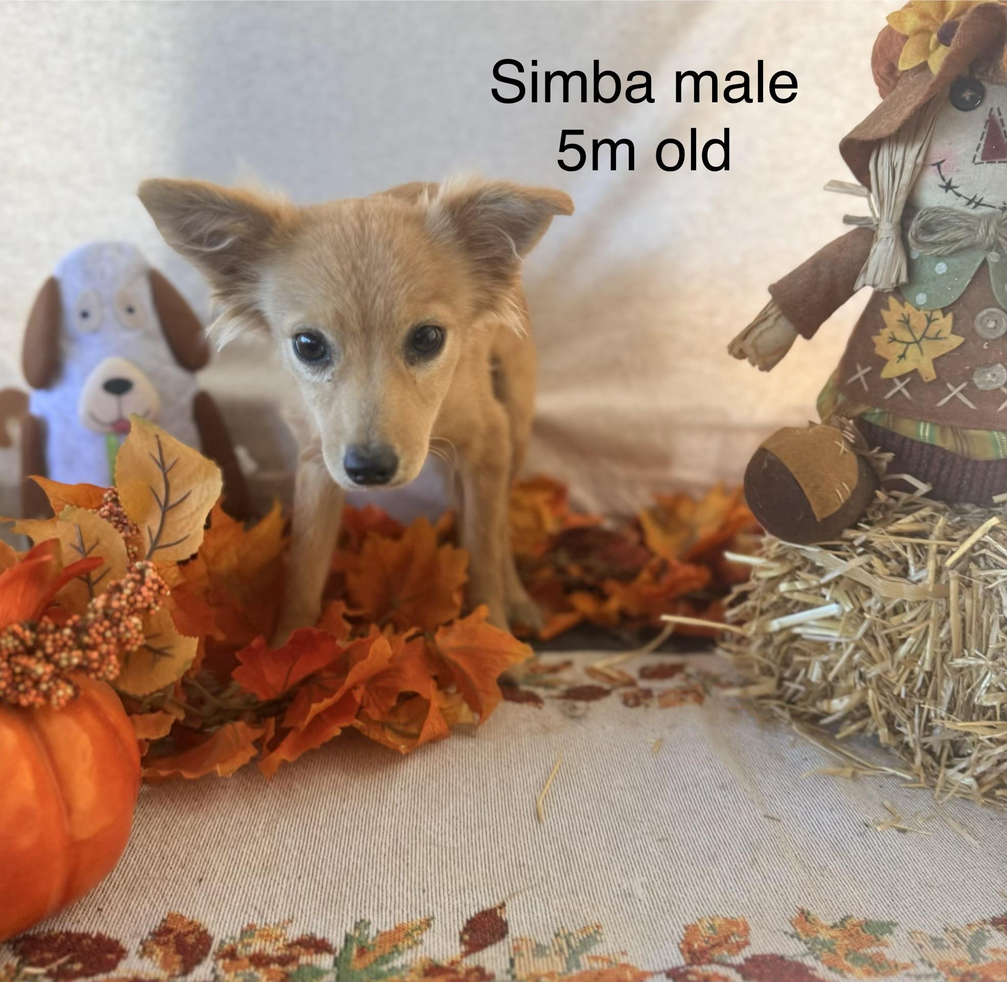 Enlarge Simba, a Adoptable mixed breed in valley springs, CA image 2/6