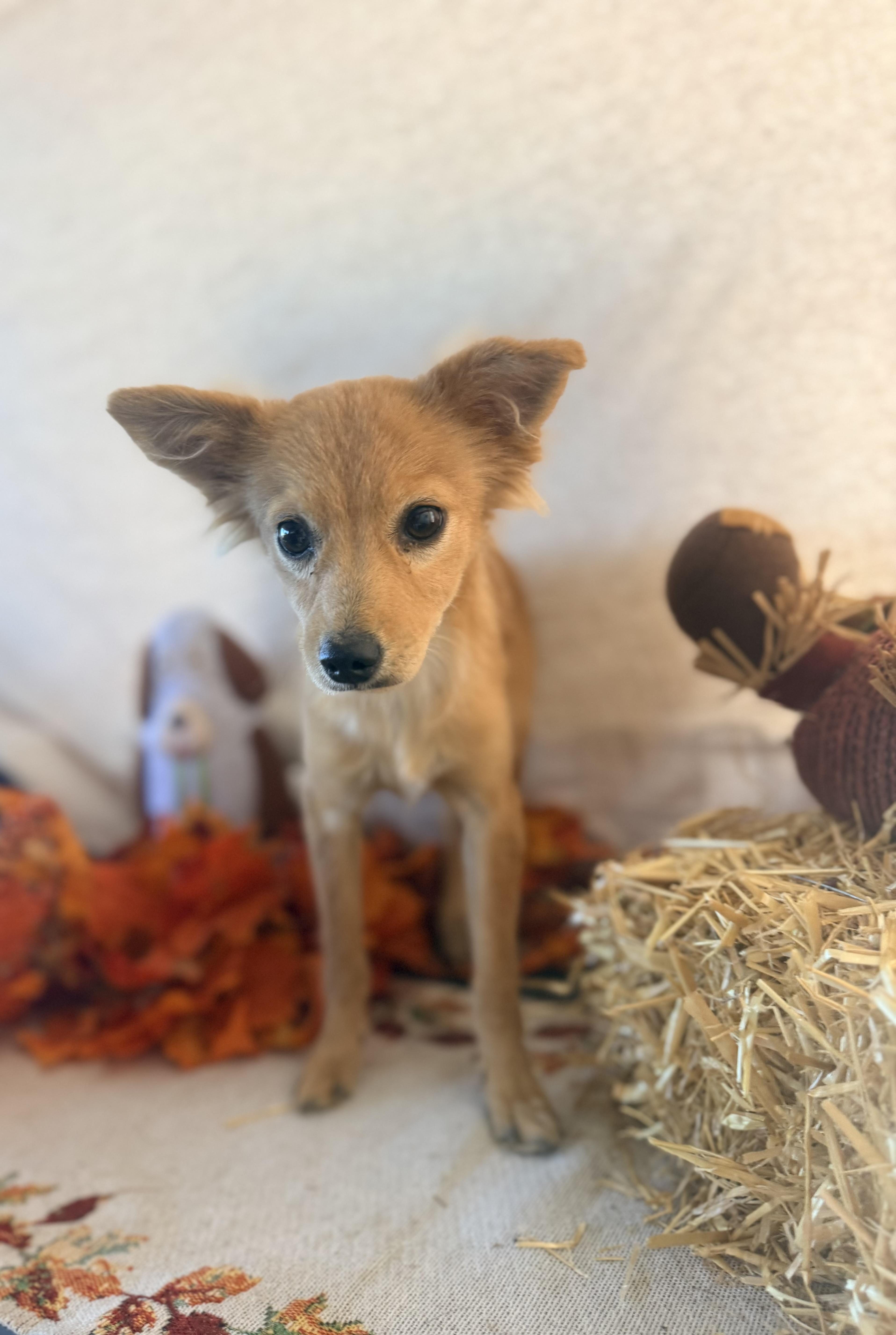 Enlarge Simba, a Adoptable mixed breed in valley springs, CA image 3/6