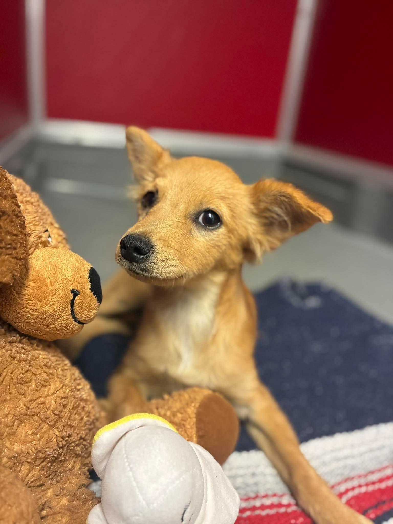 Enlarge Simba, a Adoptable mixed breed in valley springs, CA image 6/6