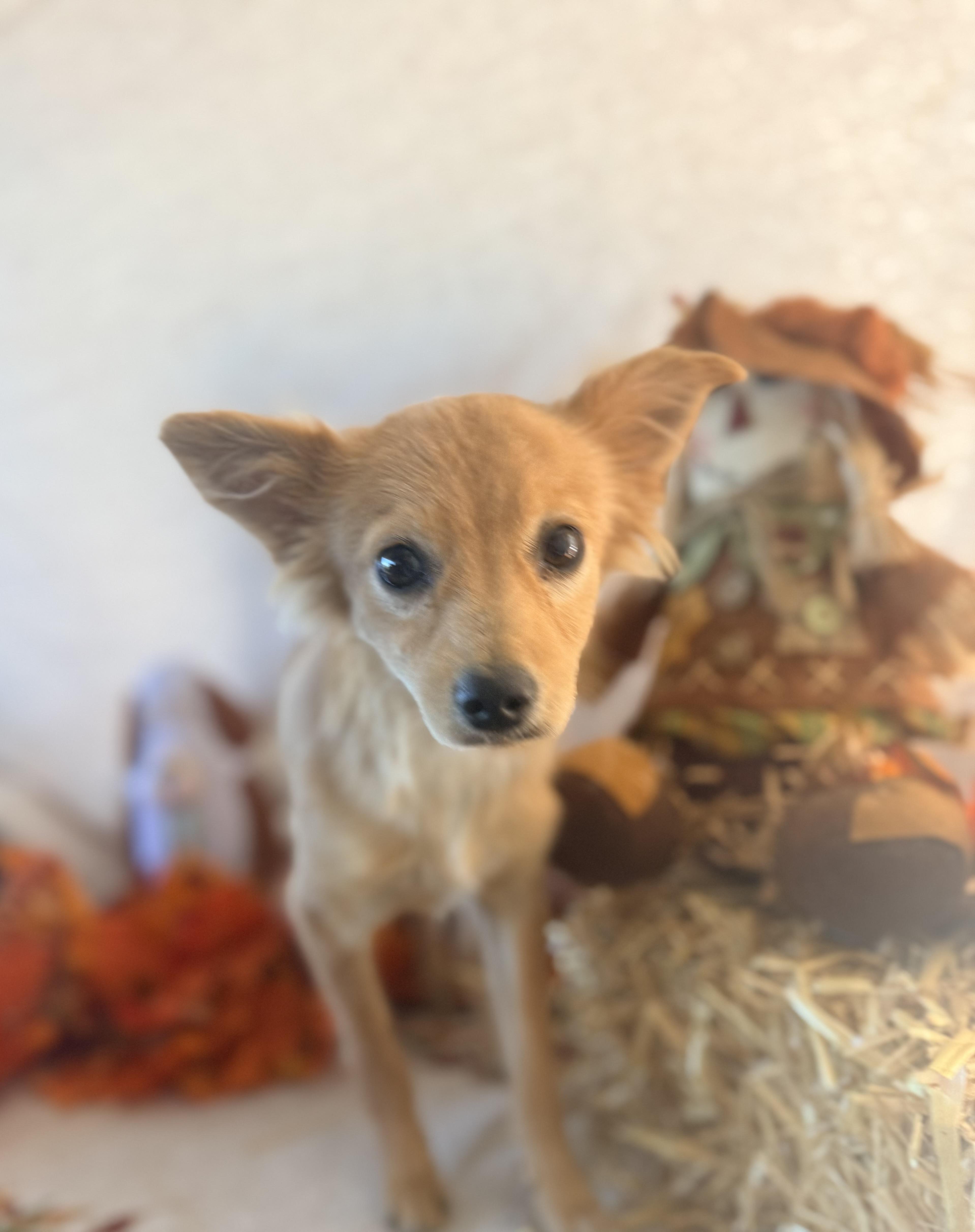 Enlarge Simba, a Adoptable mixed breed in valley springs, CA image 5/6