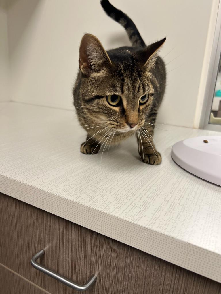 Enlarge Miles, a Adoptable mixed breed in Greenfield, IN image 1/2