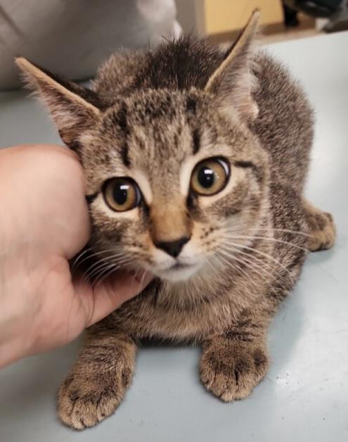 Enlarge Miles, a Adoptable mixed breed in Greenfield, IN image 2/2