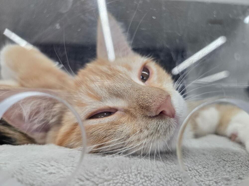 Burnt Pumpkin Spice 9743, Adoptable, Kitten Female Domestic Short Hair.