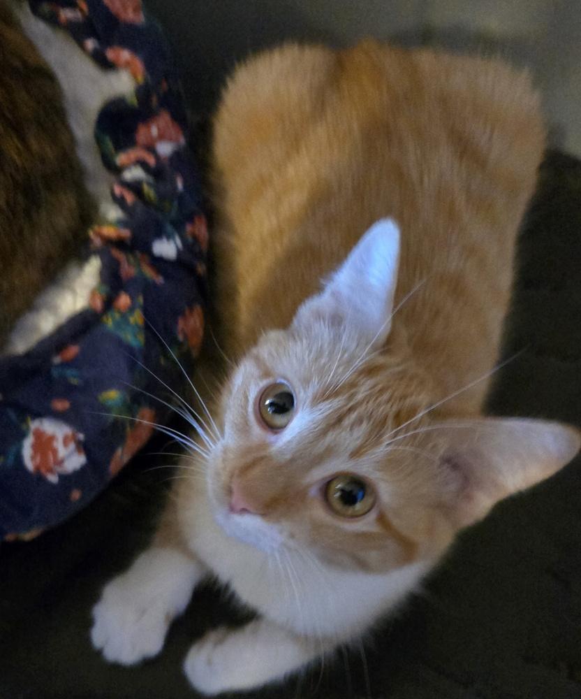 Enlarge Burnt Pumpkin Spice 9743, a Adoptable Domestic Short Hair in Dallas, TX image 2/3