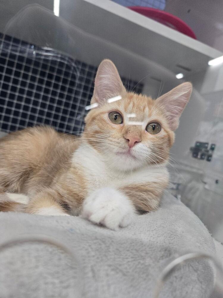 Enlarge Burnt Pumpkin Spice 9743, a Adoptable Domestic Short Hair in Dallas, TX image 3/3