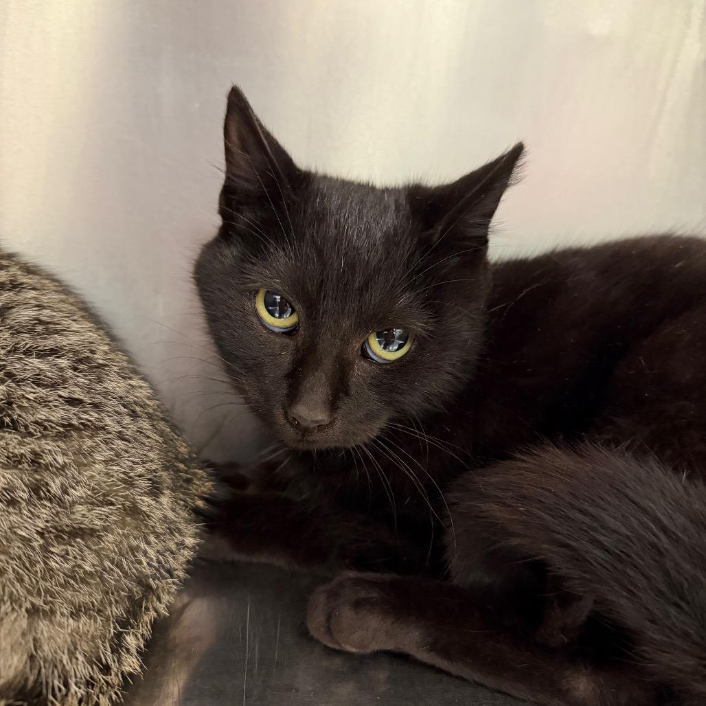 Sir Stuffington, Adoptable, Young Male Domestic Short Hair.