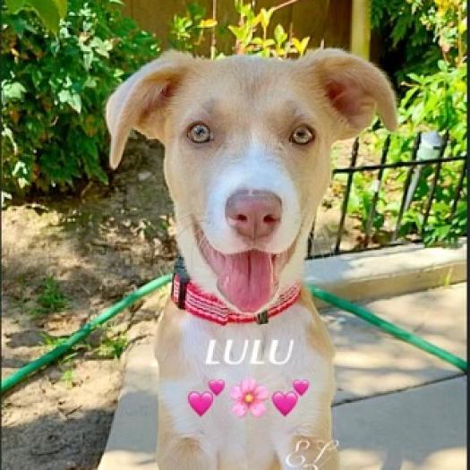 Lulu lab, a Adoptable mixed breed in San Diego, CA image 1/3