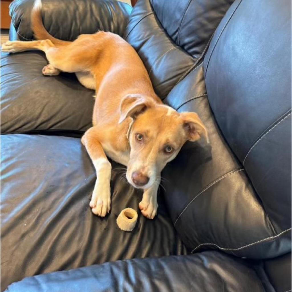 Lulu lab, a Adoptable mixed breed in San Diego, CA image 2/3