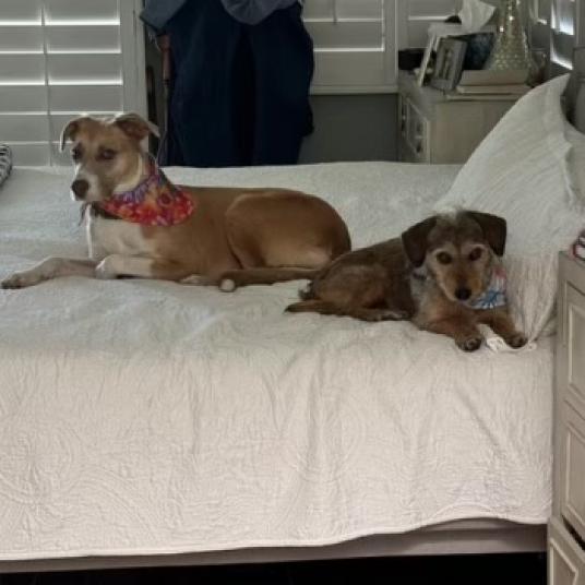 Lulu lab, a Adoptable mixed breed in San Diego, CA image 3/3