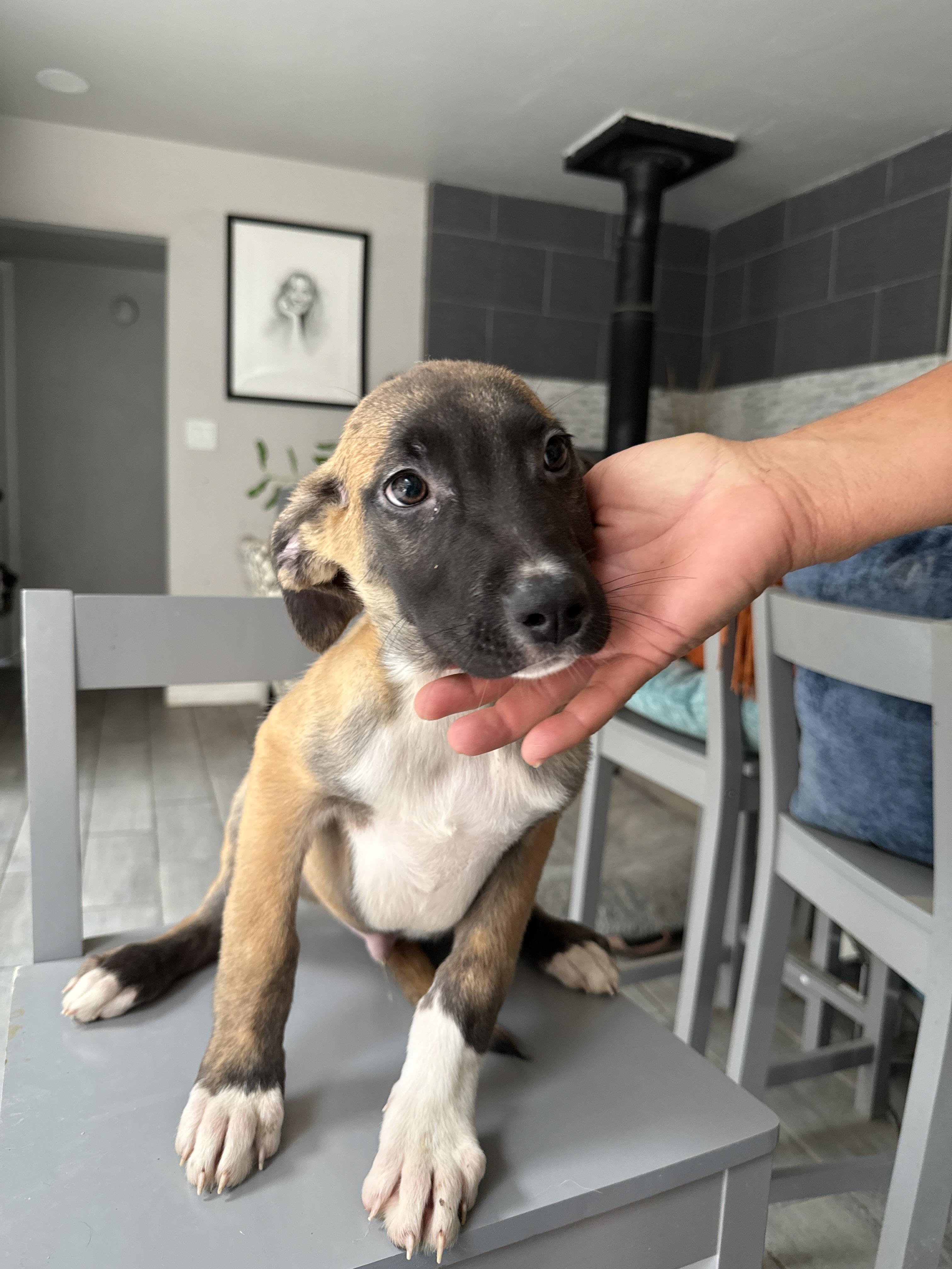 Eeyore (Honey Bear), Adoptable, Puppy Male Belgian Shepherd / Malinois & Saint Bernard.