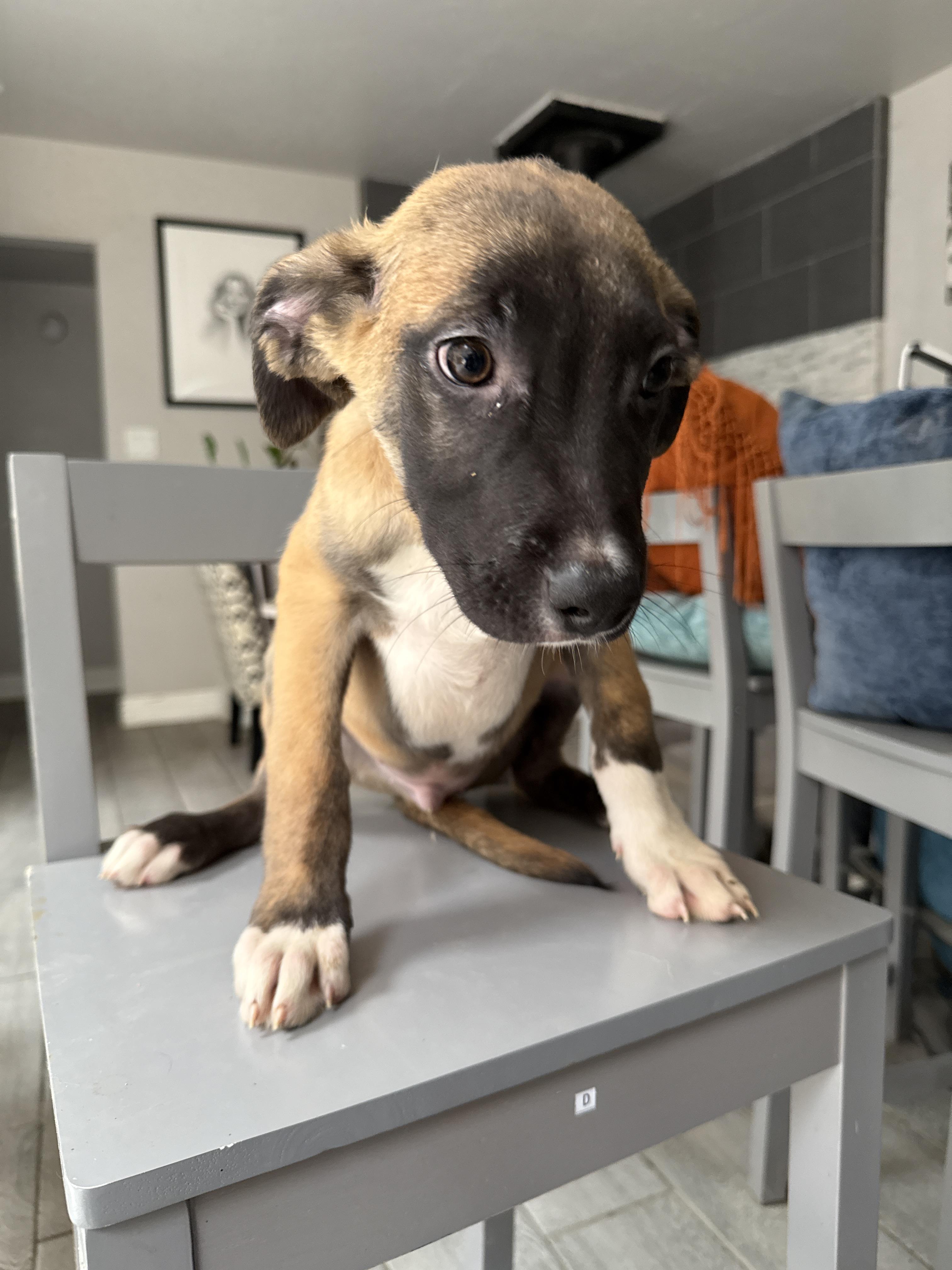 Enlarge Eeyore (Honey Bear), a Adoptable mixed breed in Bellflower, CA image 3/6