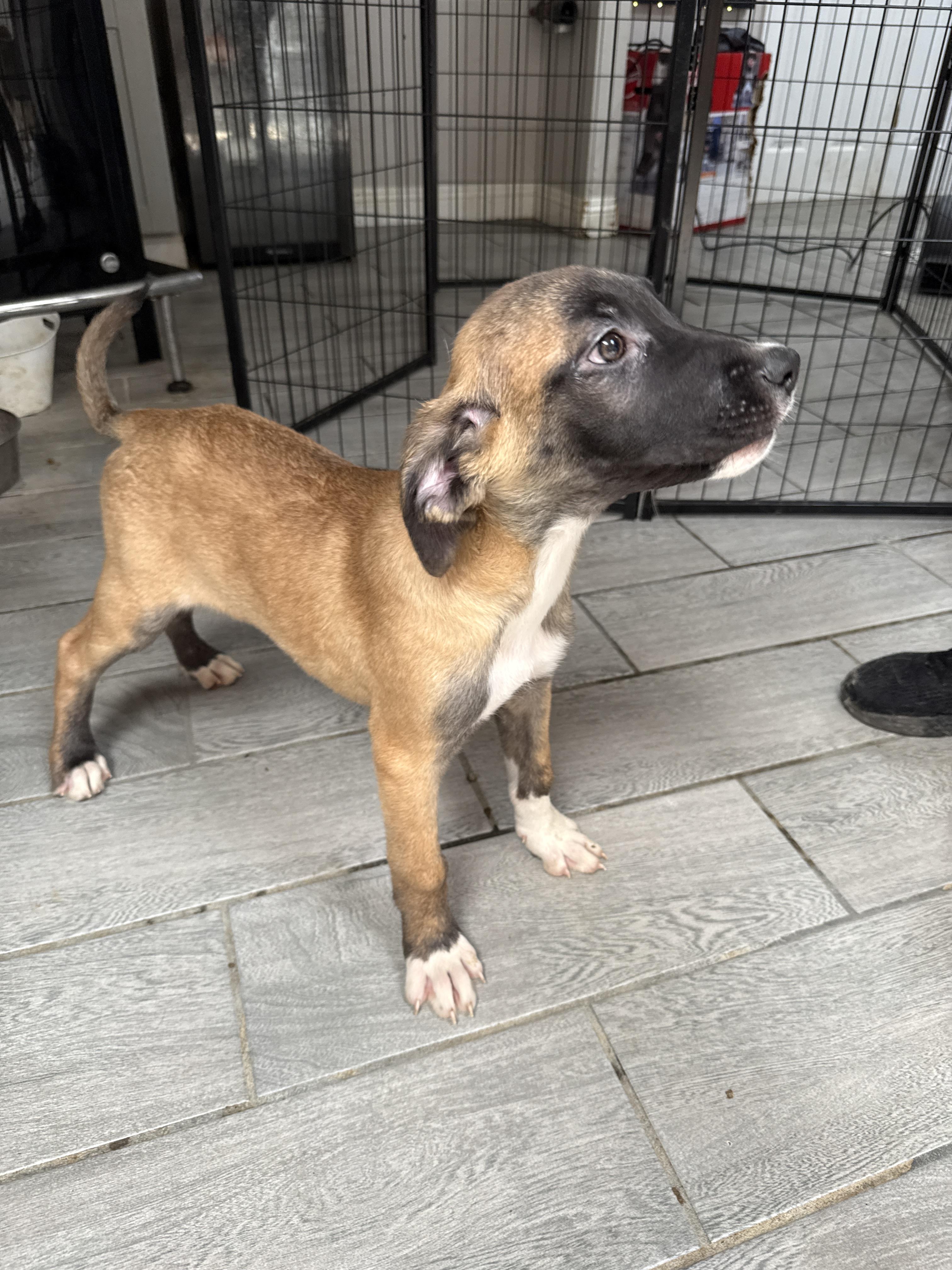 Enlarge Eeyore (Honey Bear), a Adoptable mixed breed in Bellflower, CA image 5/6