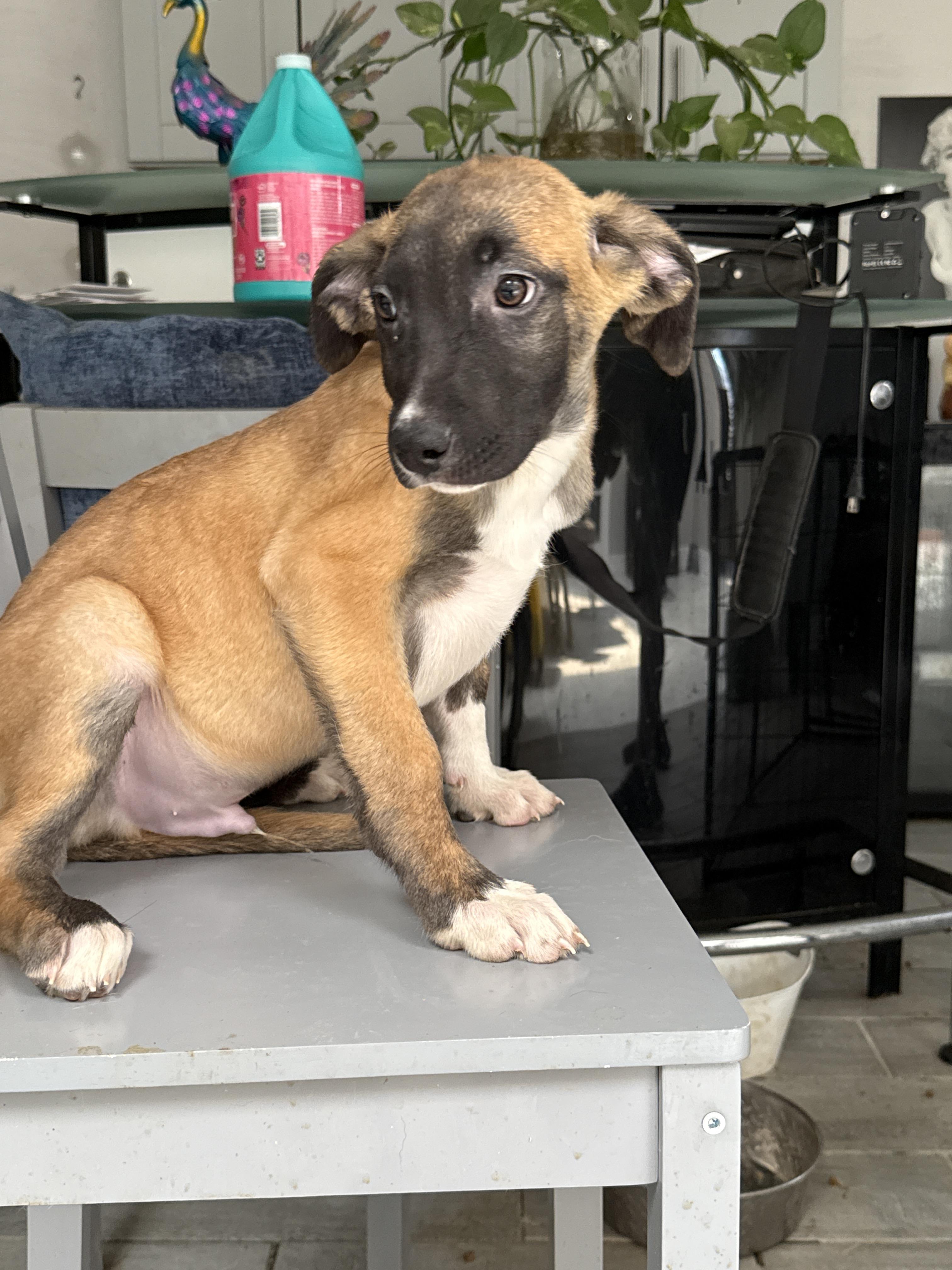 Enlarge Eeyore (Honey Bear), a Adoptable mixed breed in Bellflower, CA image 6/6