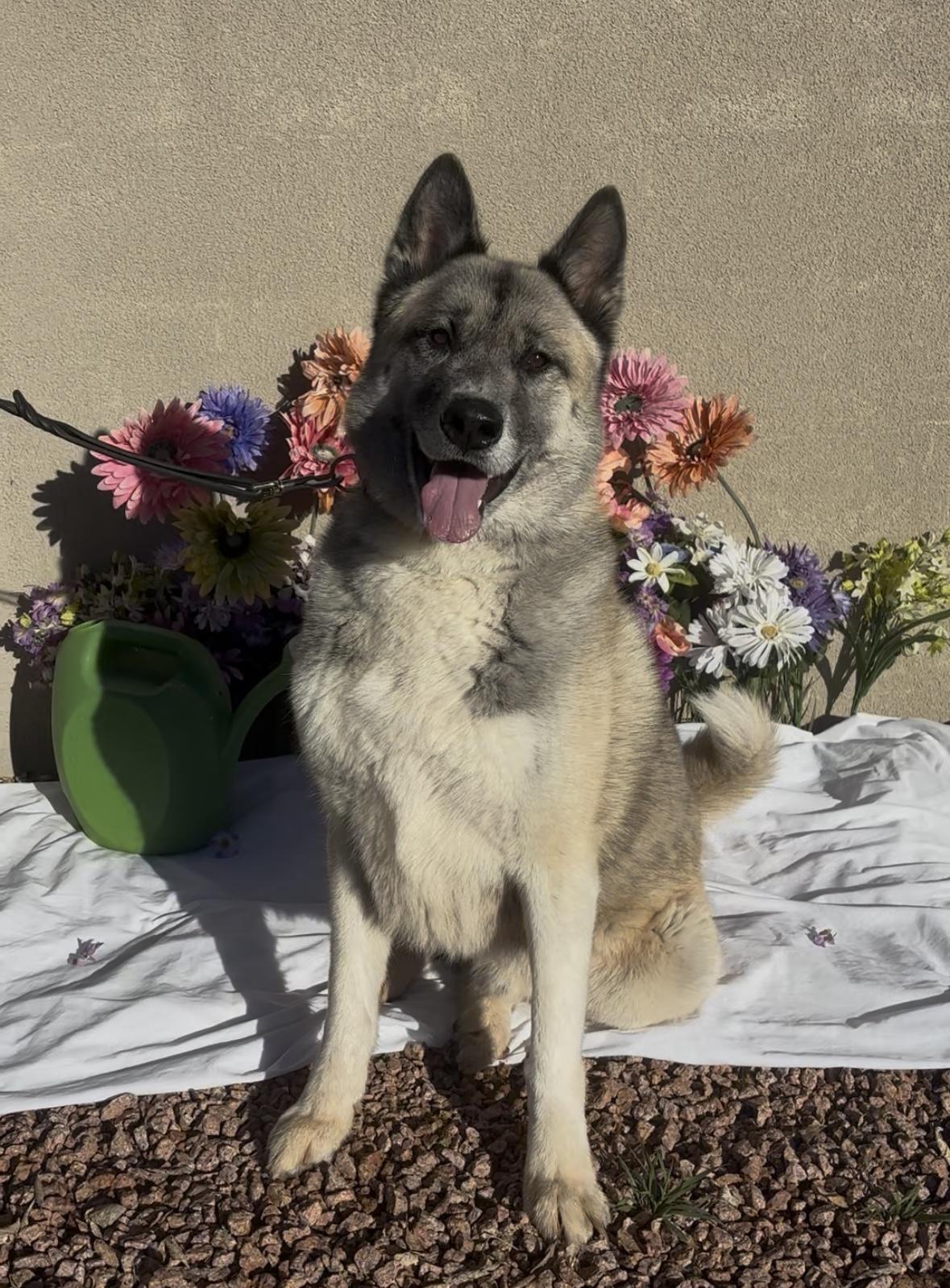 Enlarge Sir Thundercloud, a ADOPTABLE mixed breed in Payson, AZ image 2/4