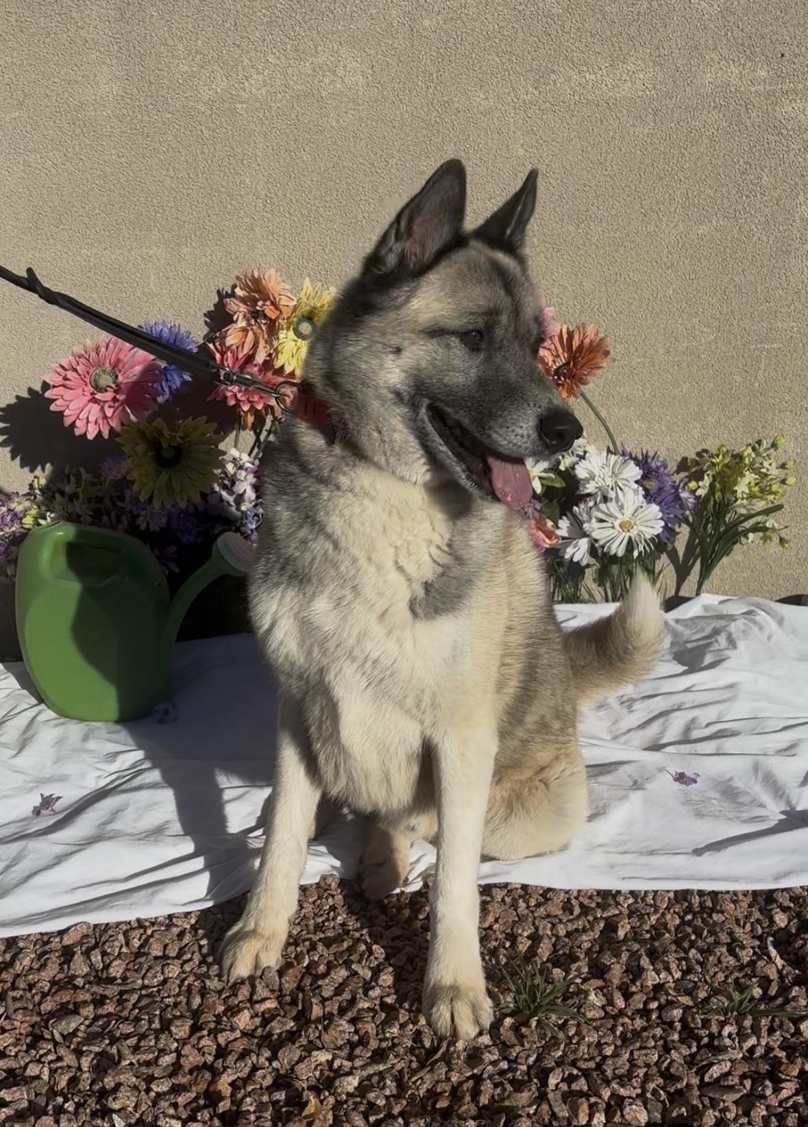 Enlarge Sir Thundercloud, a ADOPTABLE mixed breed in Payson, AZ image 3/4