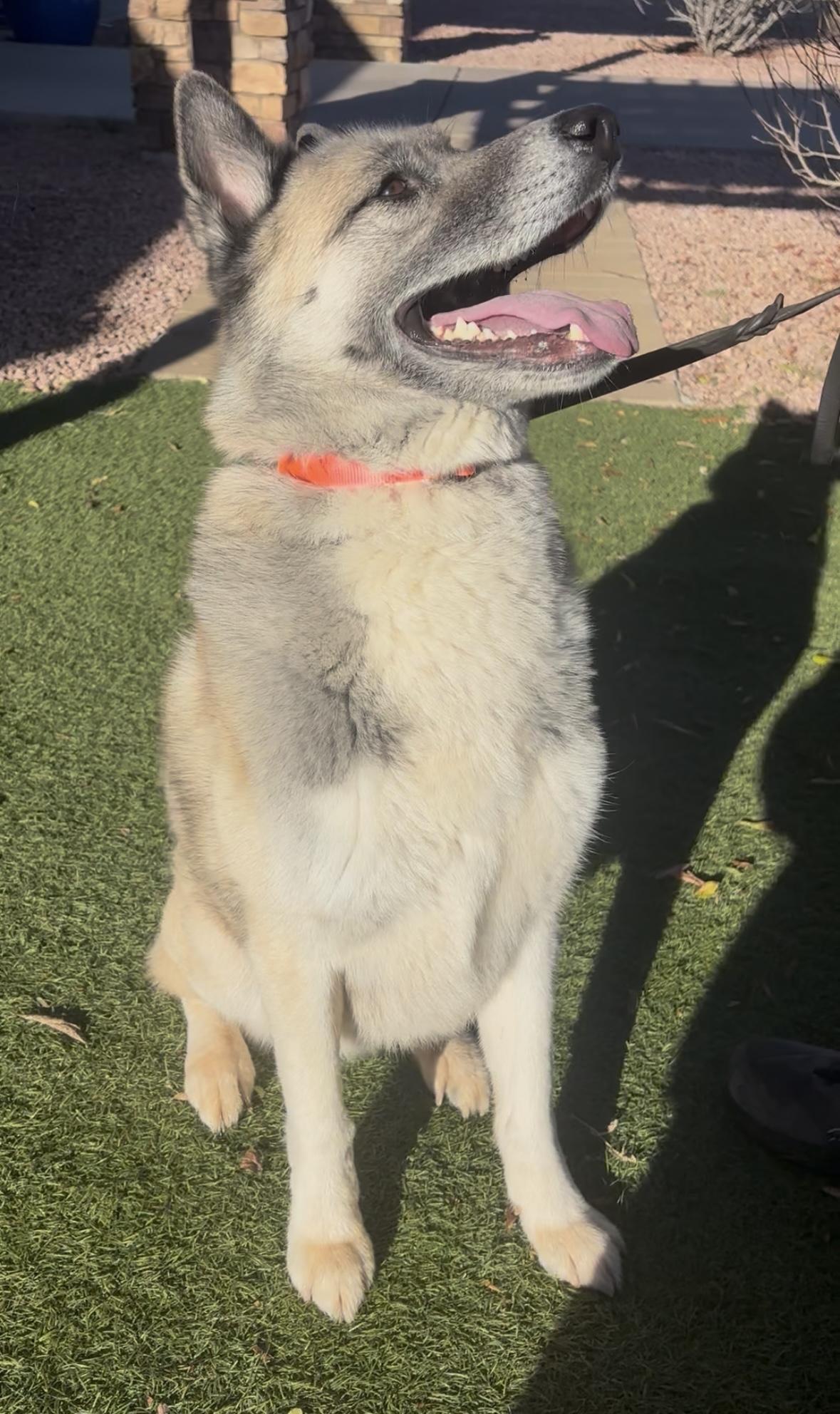 Enlarge Sir Thundercloud, a ADOPTABLE mixed breed in Payson, AZ image 4/4