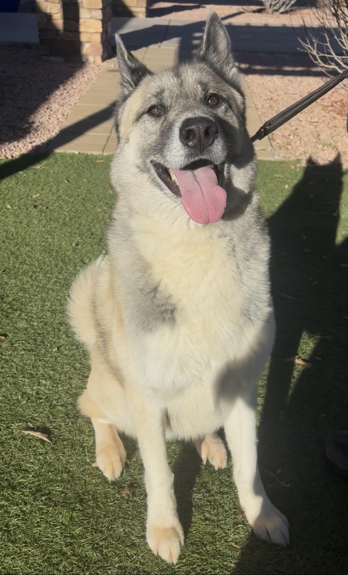 Sir Thundercloud, ADOPTABLE, Adult Male Akita.