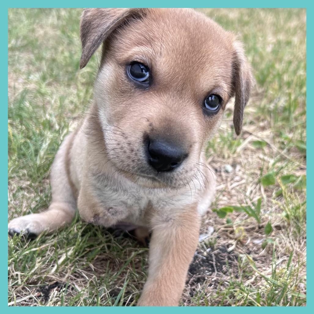 Toa (FTF Only), a Adoptable Mixed Breed in Laramie, WY image 2/6