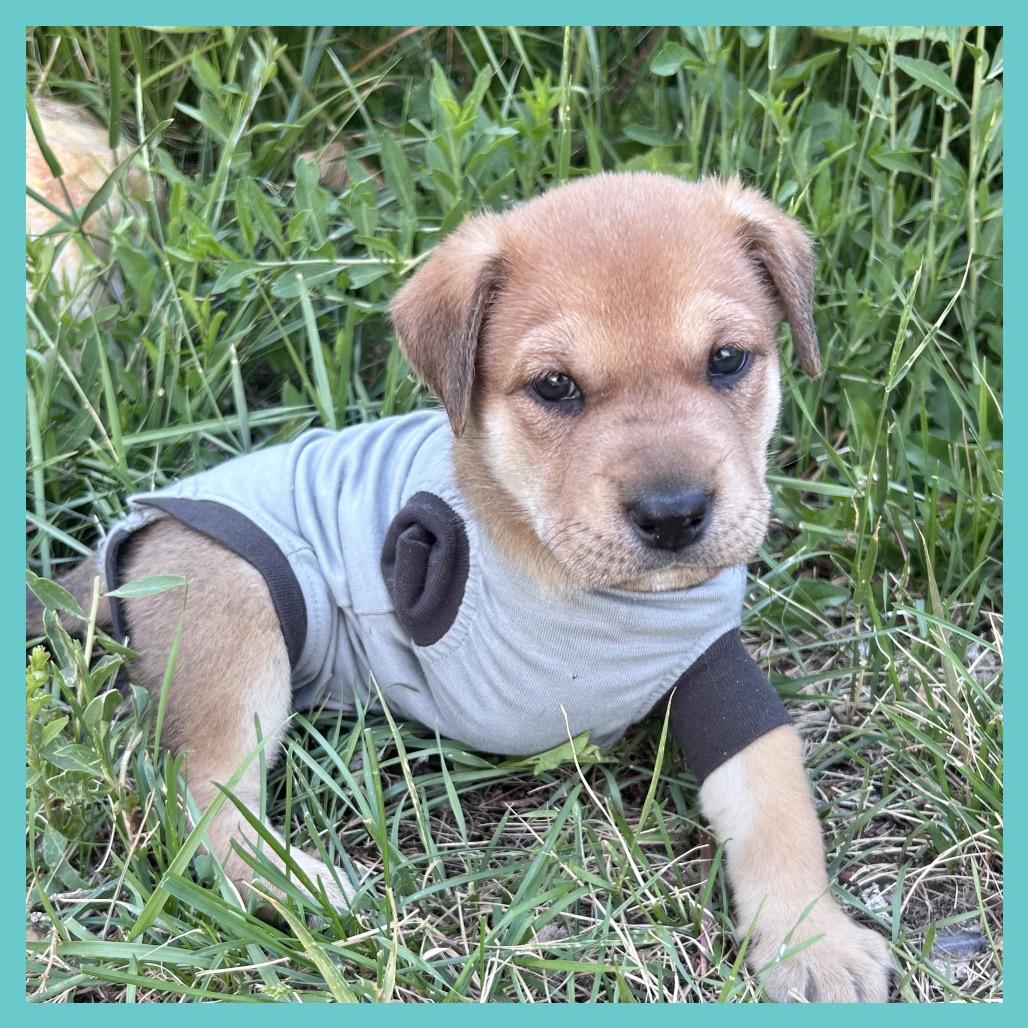 Toa (FTF Only), a Adoptable Mixed Breed in Laramie, WY image 3/6