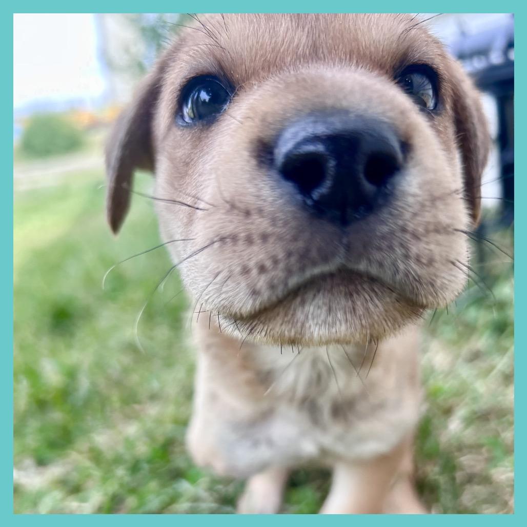 Toa (FTF Only), a Adoptable Mixed Breed in Laramie, WY image 4/6