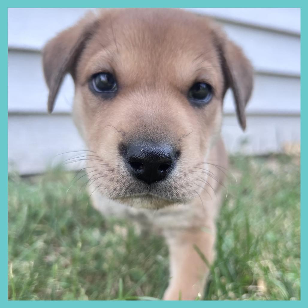 Toa (FTF Only), a Adoptable Mixed Breed in Laramie, WY image 5/6