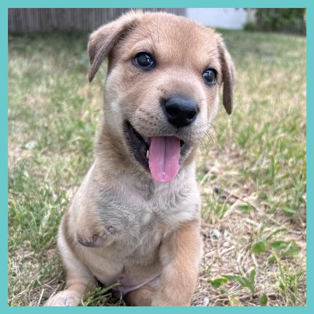 Toa (FTF Only), a Adoptable Mixed Breed in Laramie, WY image 6/6