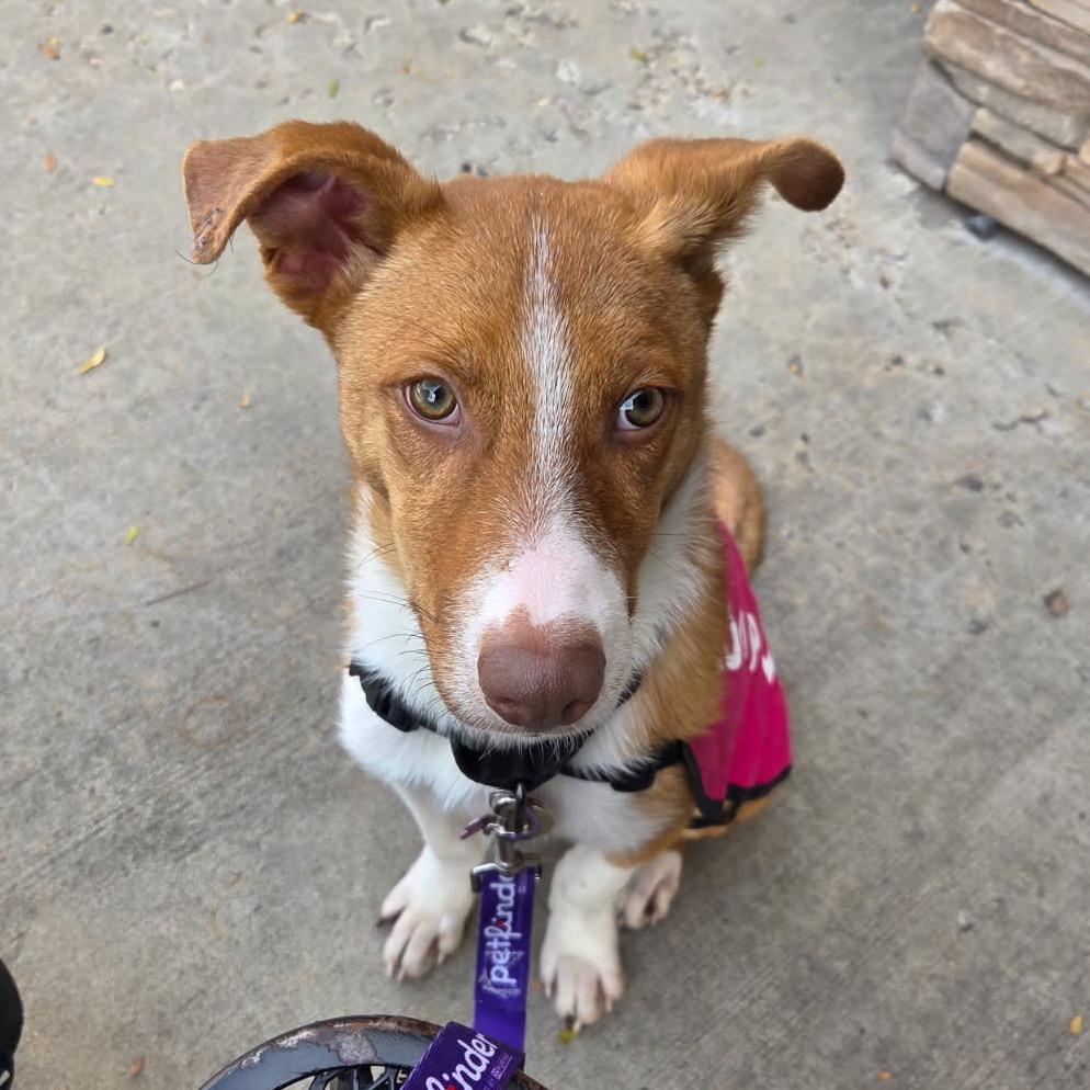 Enlarge Bow Tie, a Adoptable Mixed Breed in Moab, UT image 1/5
