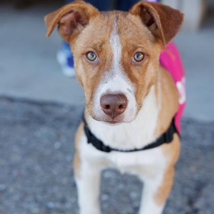 Enlarge Bow Tie, a Adoptable Mixed Breed in Moab, UT image 2/5