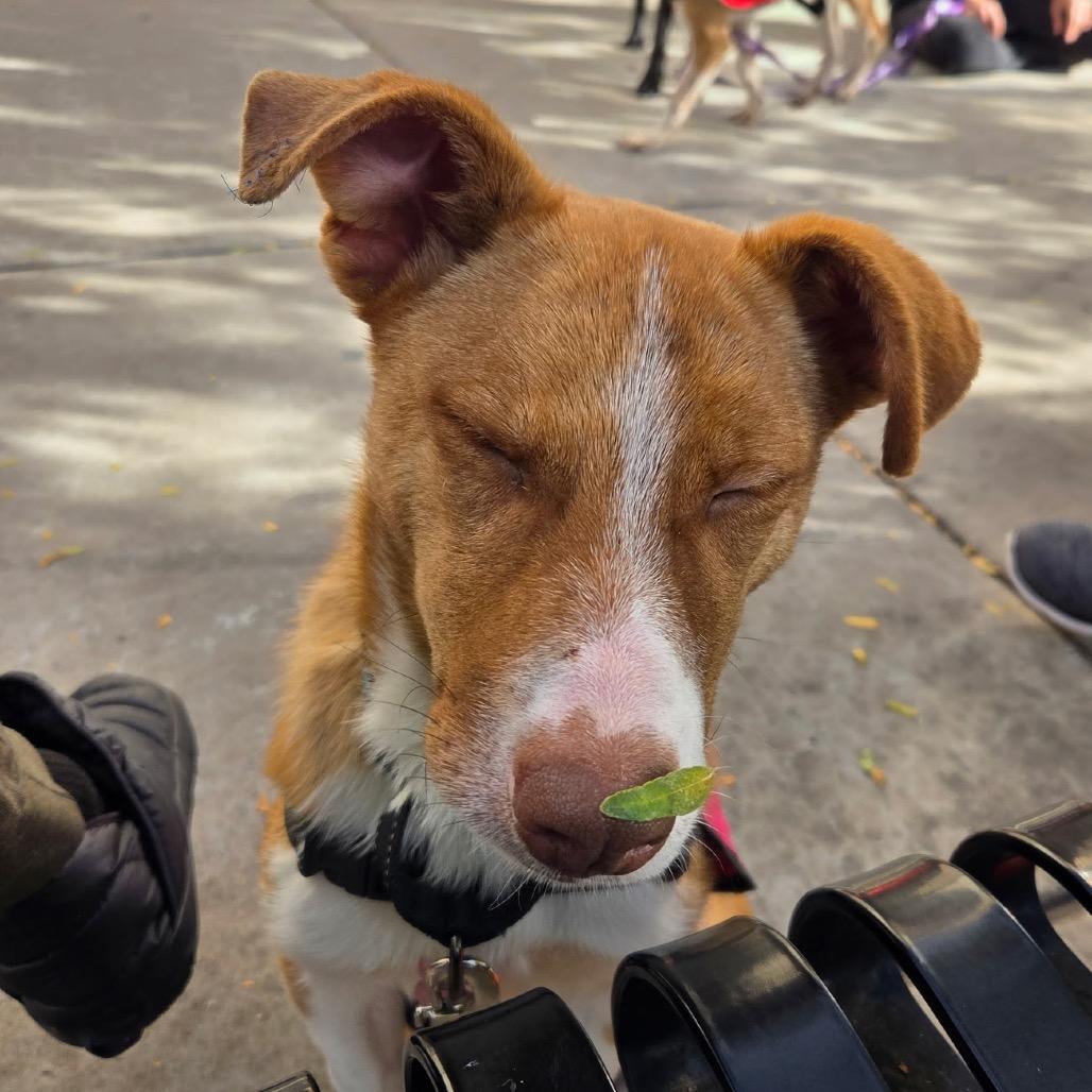 Enlarge Bow Tie, a Adoptable Mixed Breed in Moab, UT image 3/5