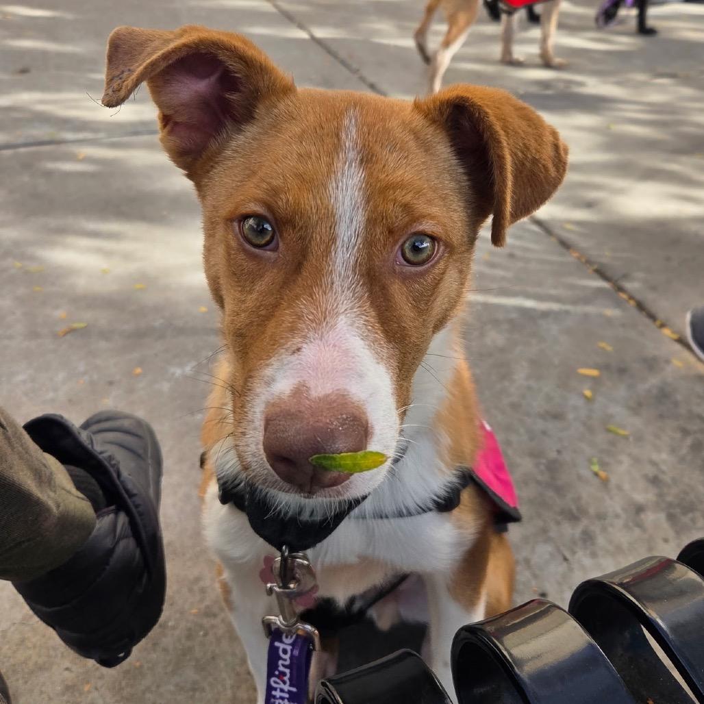 Enlarge Bow Tie, a Adoptable Mixed Breed in Moab, UT image 4/5