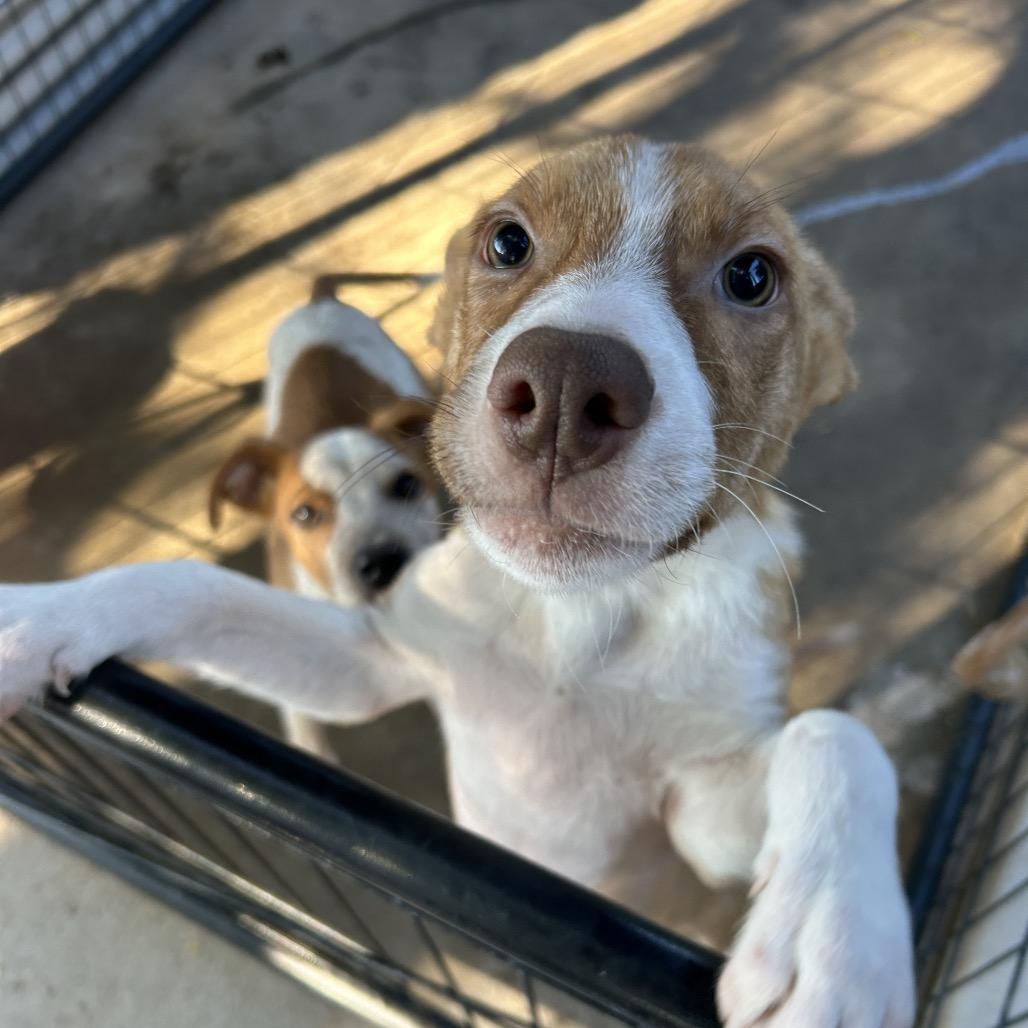 Enlarge Bow Tie, a Adoptable Mixed Breed in Moab, UT image 5/5
