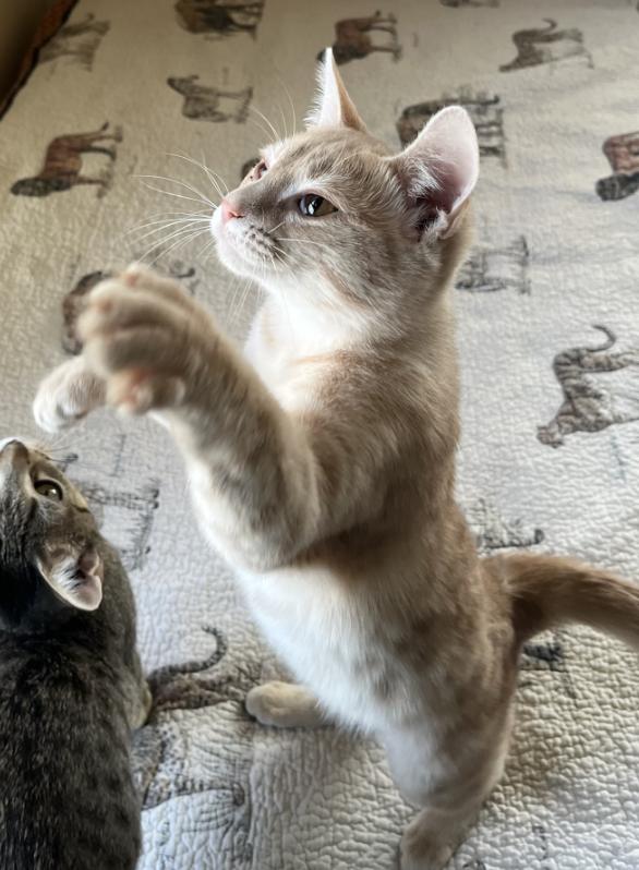 Cedar, a Adoptable Domestic Short Hair in Manhattan , KS image 1/4