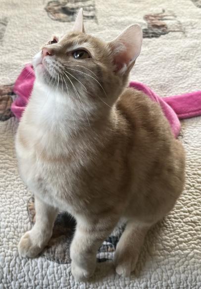 Cedar, a Adoptable Domestic Short Hair in Manhattan , KS image 2/4